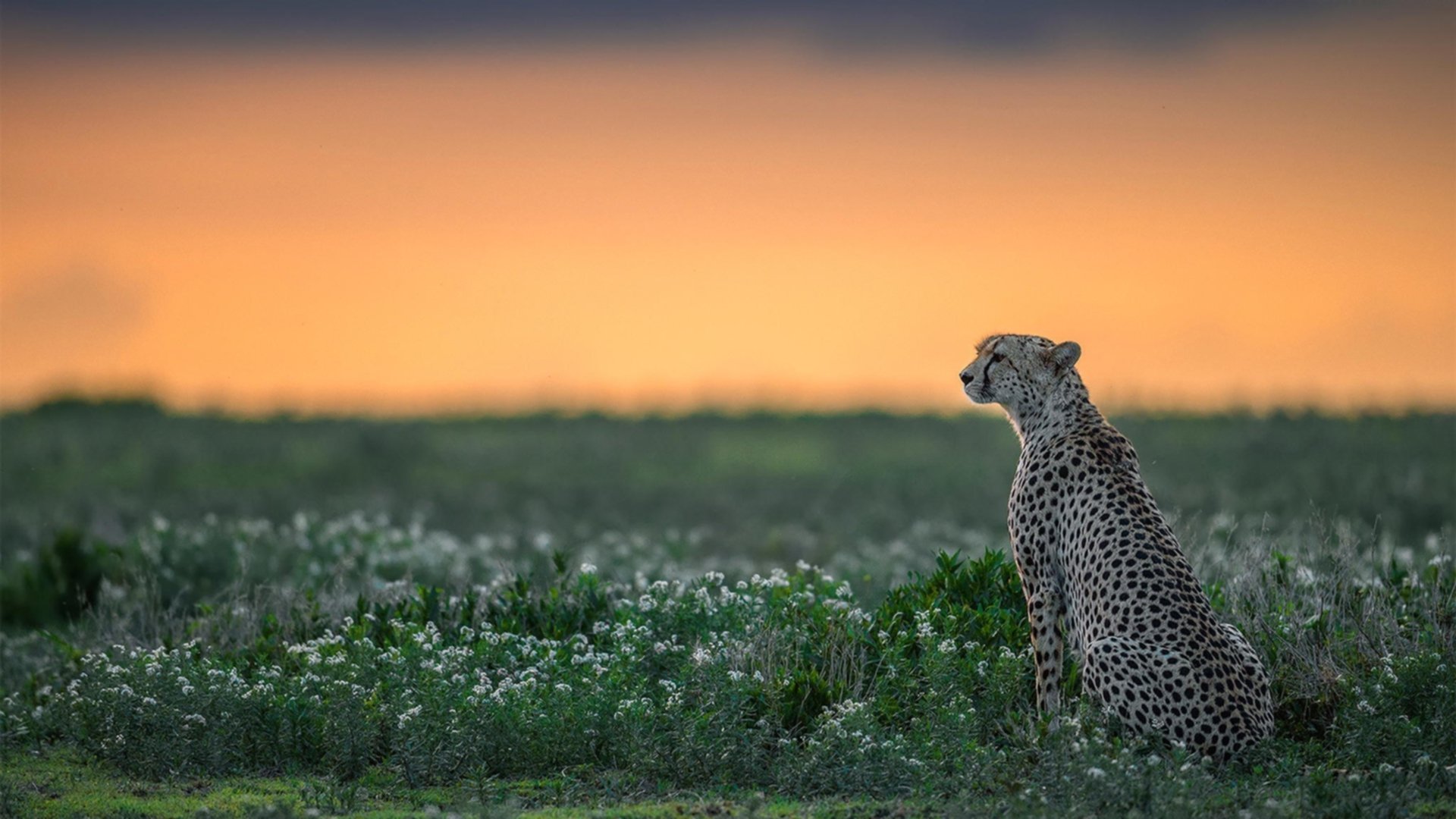 尼日利亚对阵法国,伊布火热状态下的足球风云