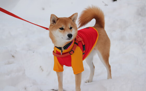 黄金一代的远征，比利时攻克塞维利亚堡垒，世界排名争夺战再掀波澜