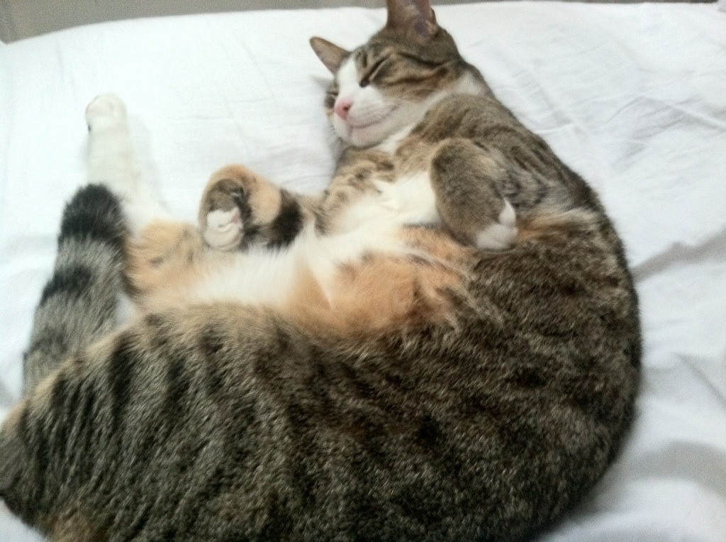 赛道,轰鸣的街道与沉默的罚球线