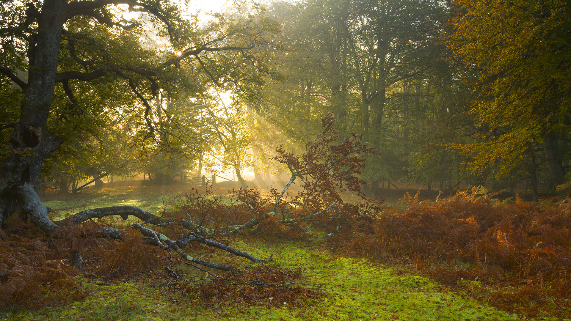 灰熊vs黄蜂，伦纳德赛后满分评分引爆篮球圈