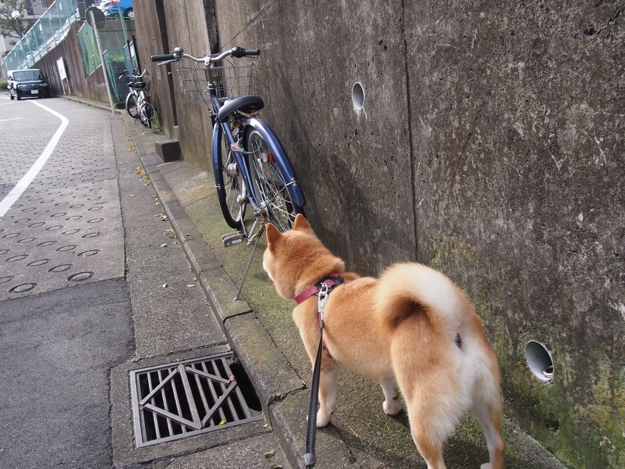 孤星与系统，现代足球的双面叙事—从挪威突围到劳塔罗接管