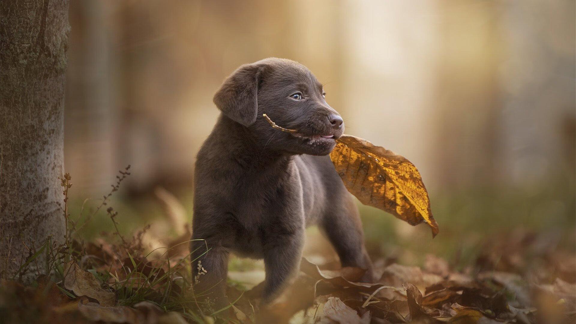勇士鏖战火箭,范弗利特关键先生定乾坤
