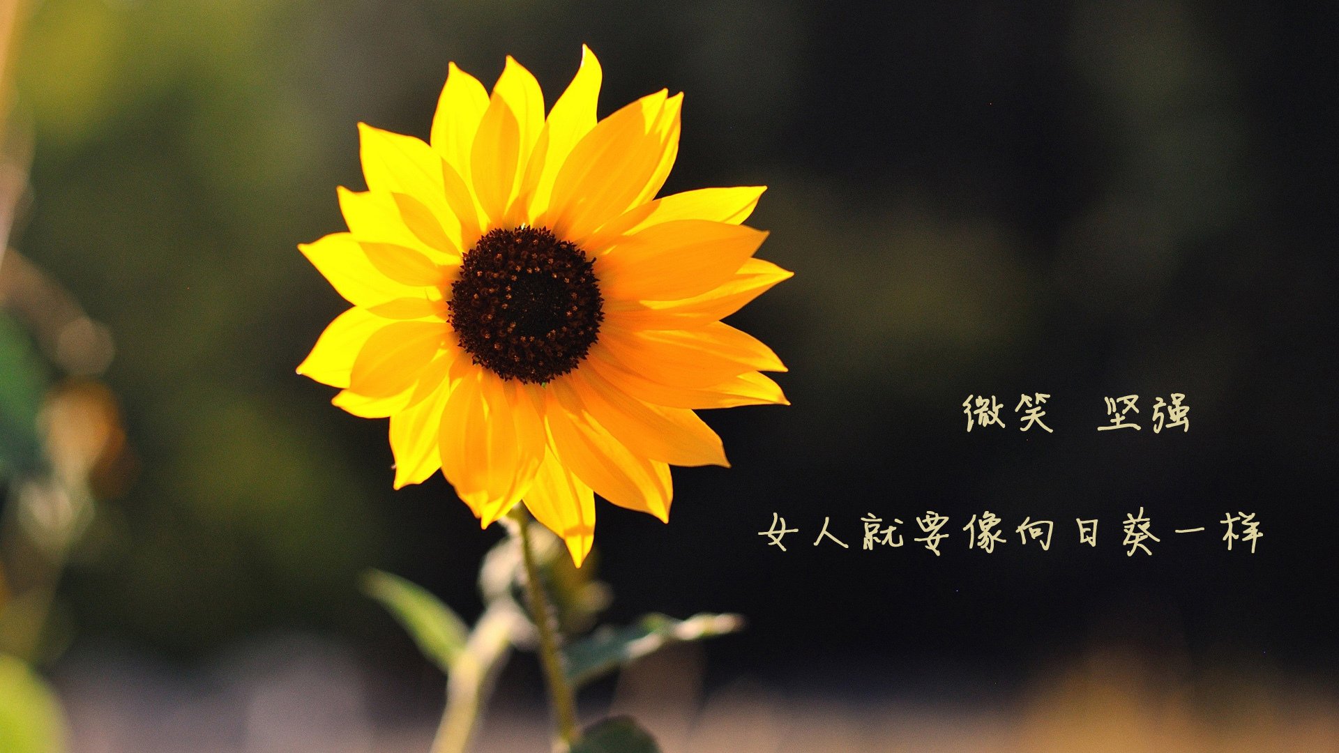 国王登基的征服之旅,福克斯对阵湖人全程高能输出,谱写个人英雄主义史诗