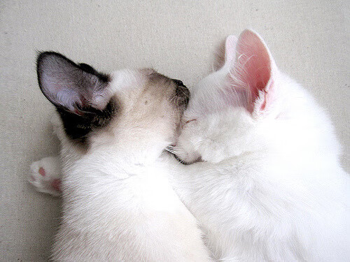 龙吟虎啸,从吉林爆冷到利拉德时刻,平凡身躯何以撼动钢铁秩序?