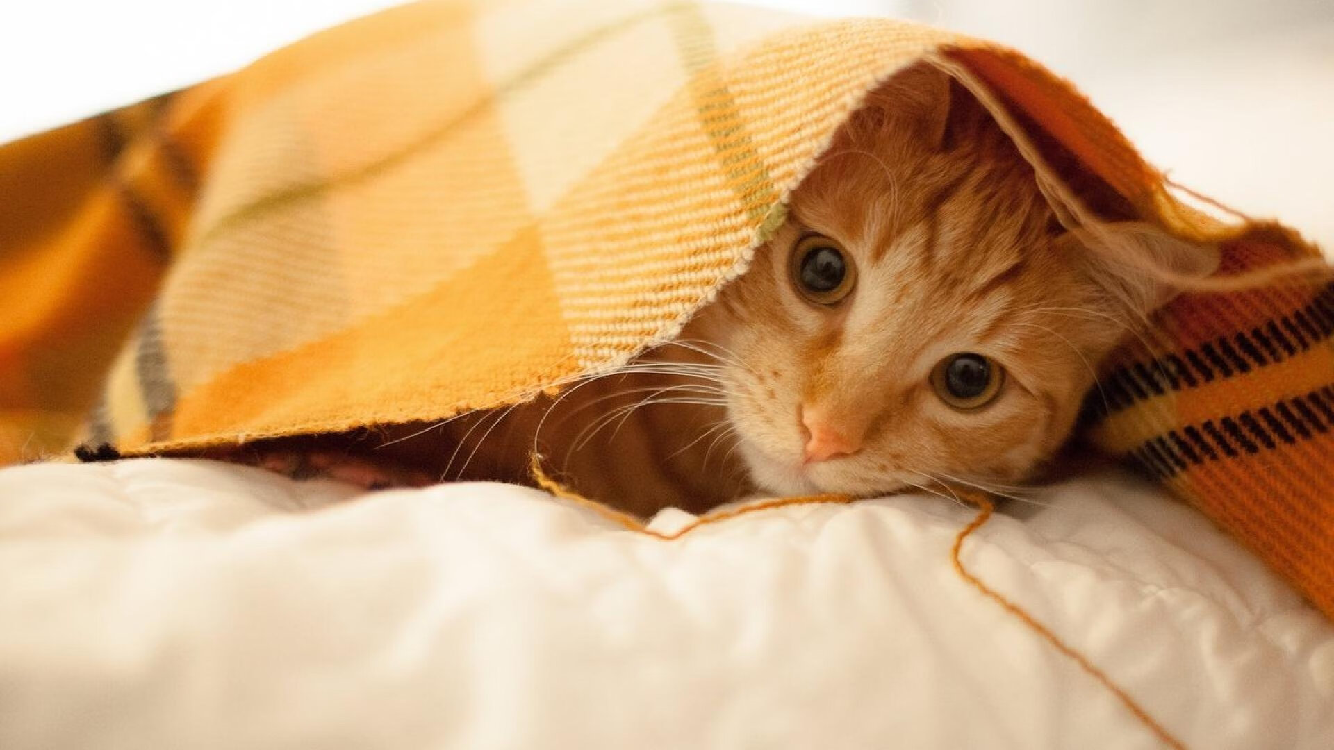 掌控之夜，小贾伦关键战定乾坤，奥运周期迎来曙光