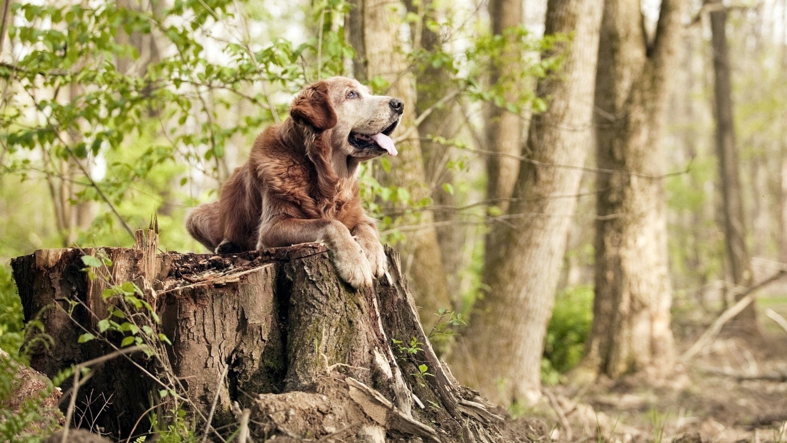 当贝蒂斯时刻降临，NBA季后赛末节风云与墨西哥的篮球热
