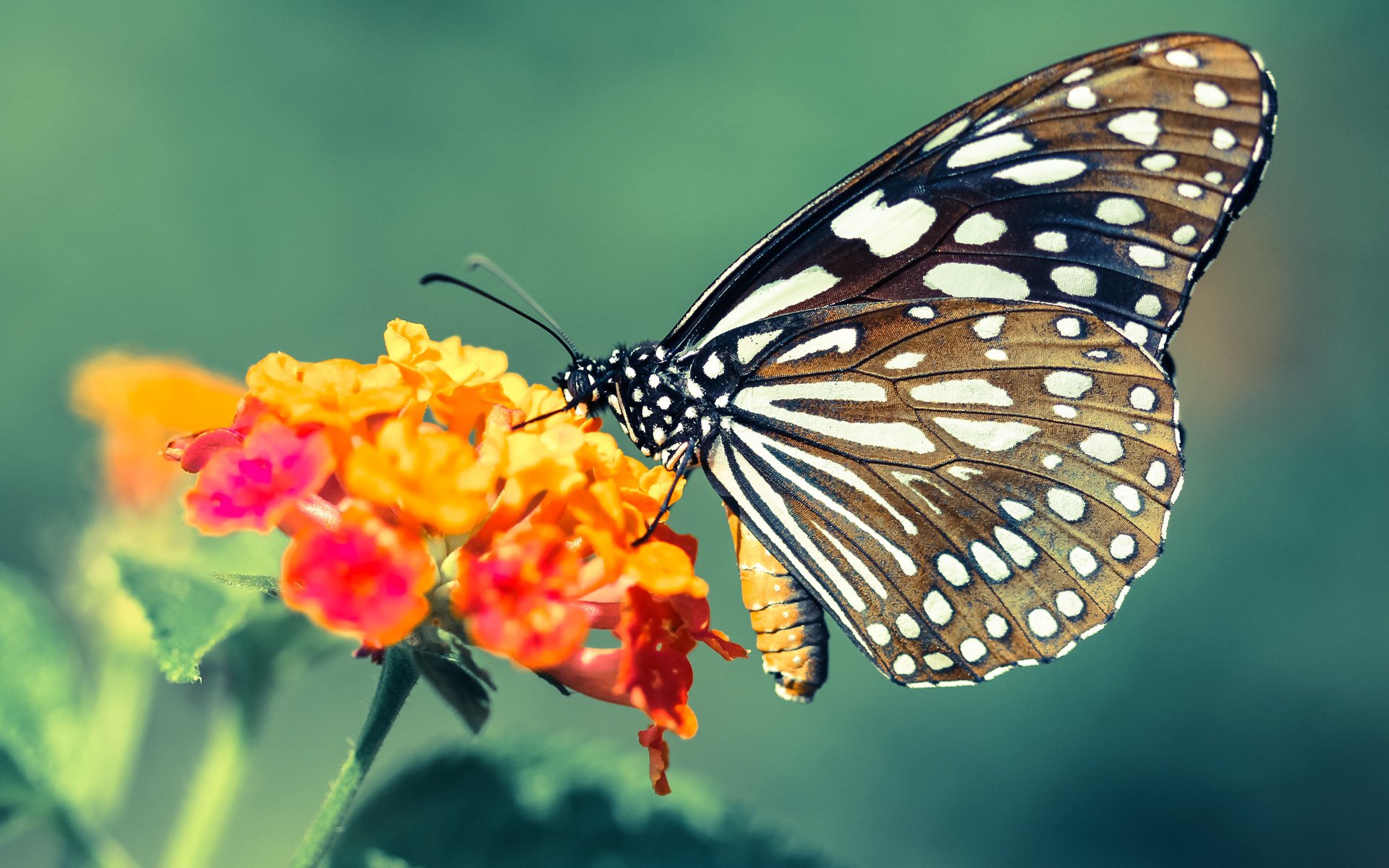 范戴克，裁决者的终场审判，克罗地亚如何拿下莱比锡红牛