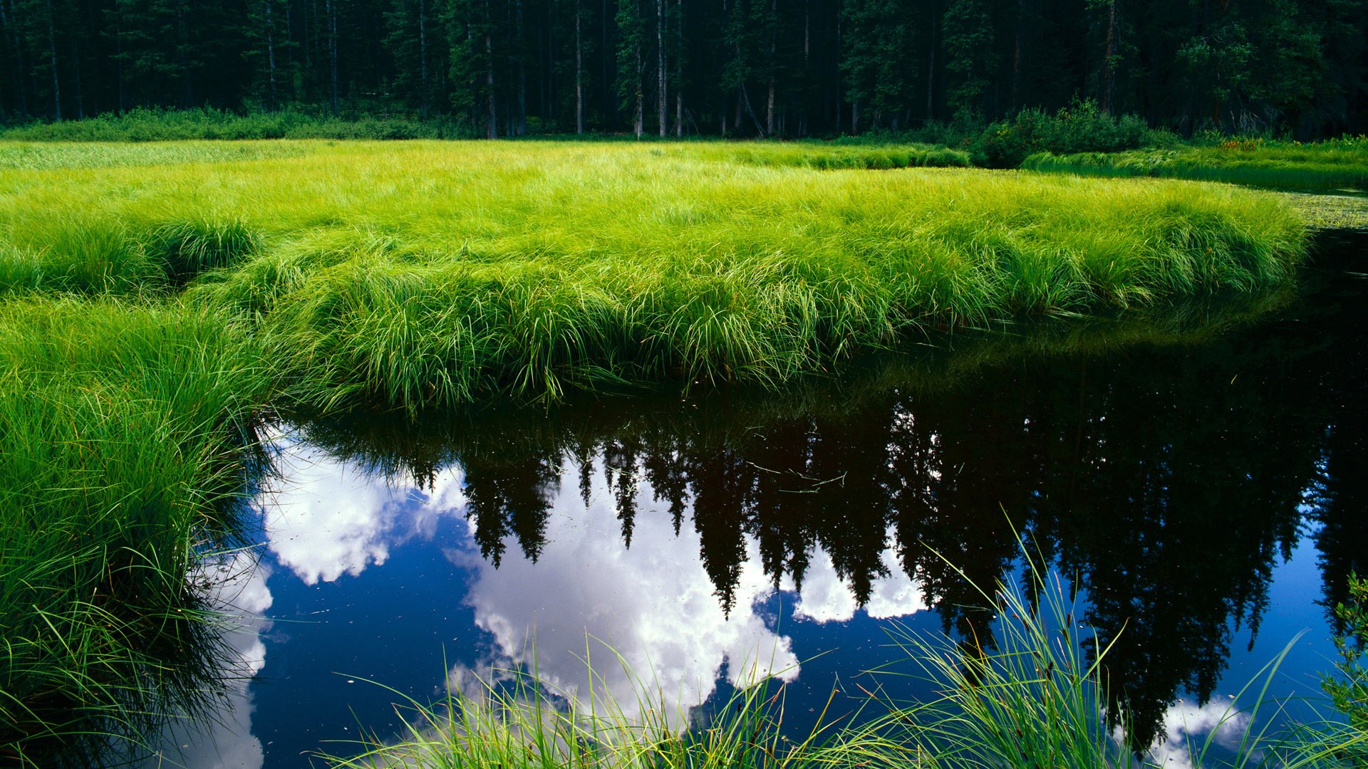 锡安47分难敌三巨头，雄鹿火力全开射落黄蜂