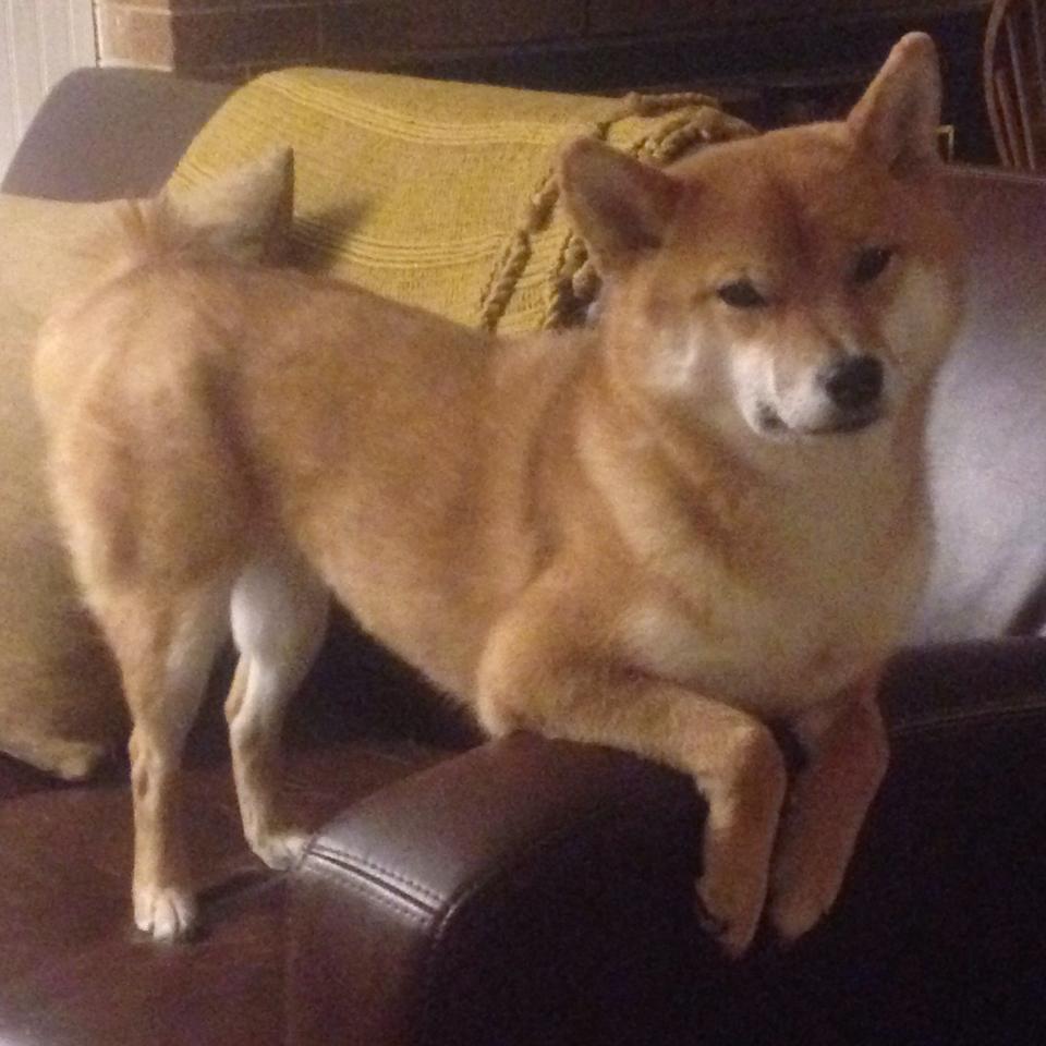 克莱·汤普森独木逆流，活塞众志成城逼出关键先生本色