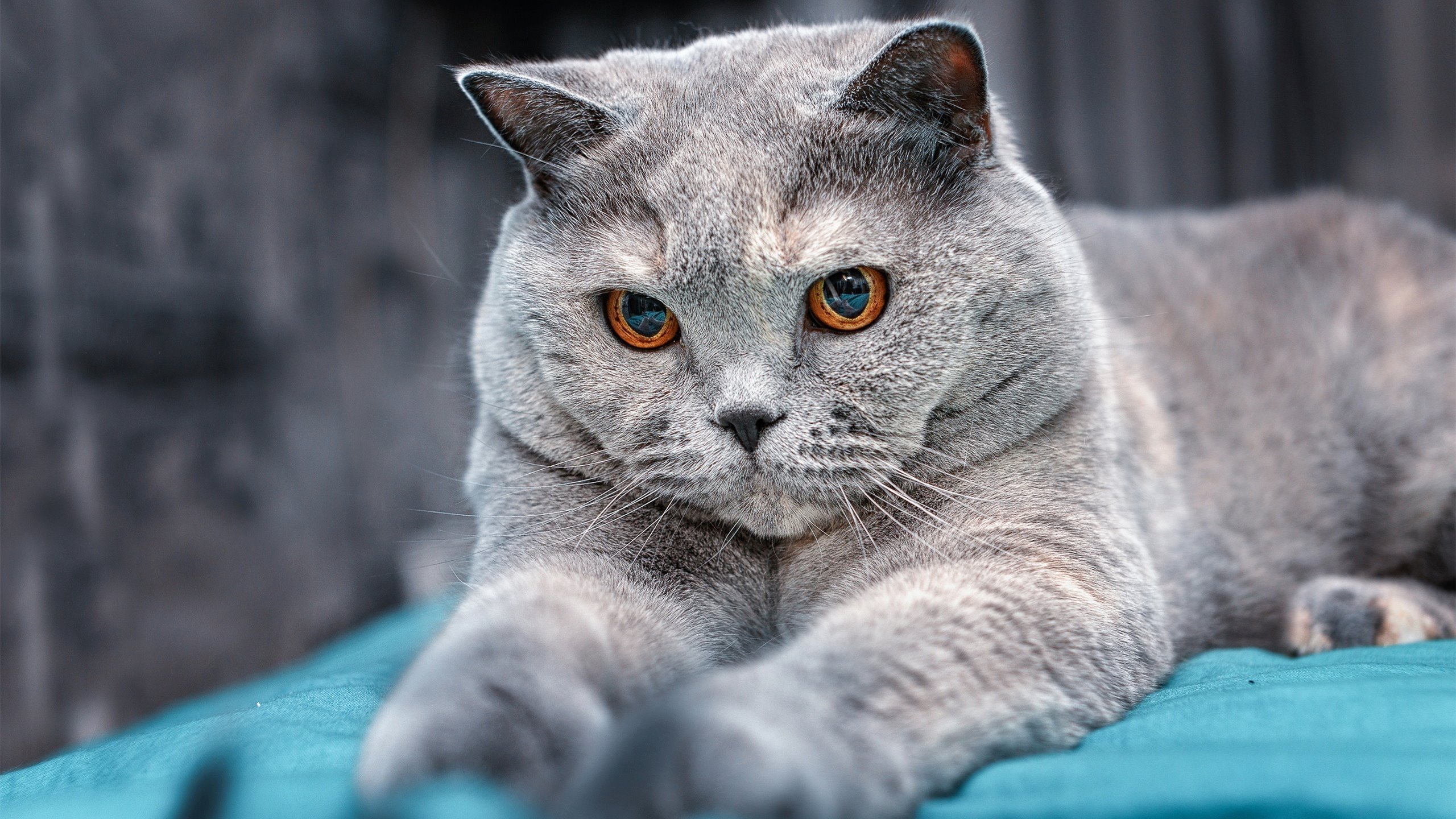 哈利伯顿关键先生闪耀，浙江队争冠战爆冷战胜活塞