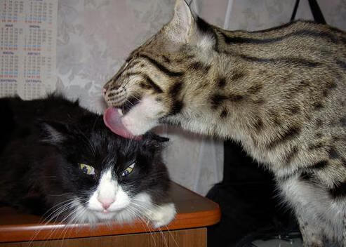 橙衣风暴席卷欧冠奇迹之城，荷兰足球如何终结塞维利亚的主场不败神话