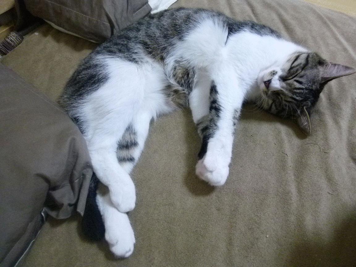 美加墨世界杯之夜的华丽乐章，安东尼·戴维斯展现教科书级统治力